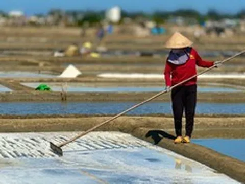 "Hạt ngọc của biển" tăng giá kỷ lục, người dân phấn khởi vào vụ mới