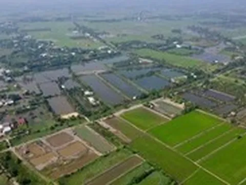 Người dân TP.HCM căn cứ danh mục 27 loại cây trồng lâu năm để chuyển đổi từ đất trồng lúa