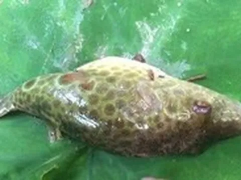 Lại có nhiều người ngộ độc do ăn cá nóc ở Cần Thơ