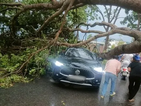Mưa dông khiến cây cổ thụ bật gốc, đổ trúng ôtô đang lưu thông ở Lào Cai