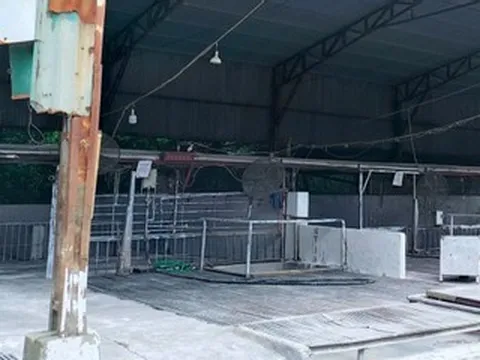 Vụ tiêu thụ hàng nghìn con lợn bệnh ở Hà Nội: Mục sở thị lò mổ không biển hiệu