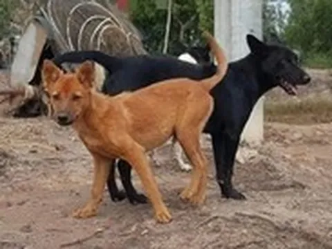 4 người chết vì bệnh dại trong 3 tháng đầu năm, Tây Ninh tiêm phòng đợt chính hơn 135.000 liều