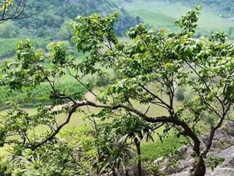 ‘Cơn sốt’, thổi giá cây muội hồng khiến khai thác trái phép gia tăng