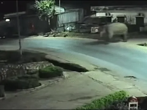 Voi rừng phá rào thép vào trường học, thầy cô dặn học sinh ở yên trong phòng