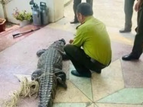 Cá sấu nặng 50kg lạc vào kênh tưới tiêu nội đồng