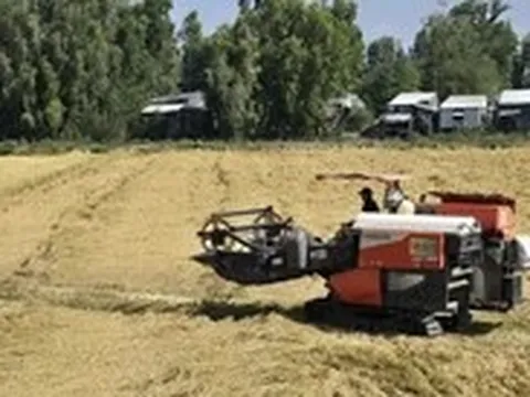 Nhiều nông dân sẽ giảm lúa vụ 3, hạn chế rủi ro do xăng dầu tăng