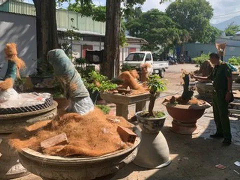 Người đàn ông bị phạt tiền, tịch thu 42 cây mai vàng không rõ nguồn gốc