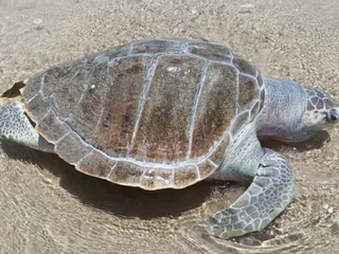 Rùa biển chết trôi dạt vào bờ biển Bãi Sau, Vũng Tàu