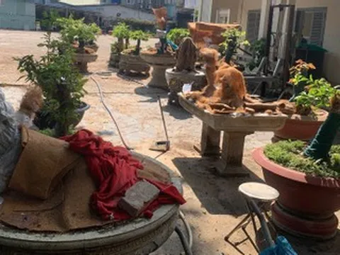 Vụ tịch thu 42 cây mai vàng 'không rõ nguồn gốc': Kiểm lâm Côn Đảo nói gì?