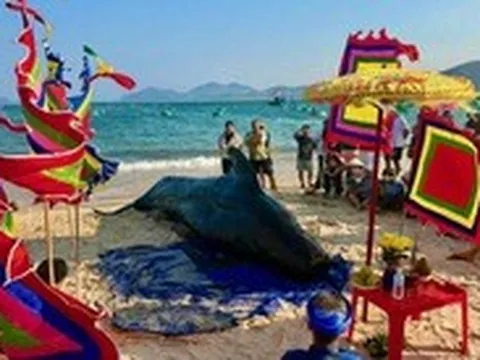 Cá voi nặng khoảng 2 tấn dạt vào bờ biển Đắk Lắk, dân nỗ  lực cứu không thành