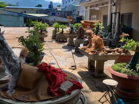 Chủ nhân 42 cây mai vàng ở Côn Đảo lần đầu lên tiếng về quyết định tịch thu cây