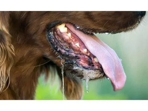 Một người ở Tây Ninh tử vong sau 2 lần bị chó nhà cắn và cào vào tay