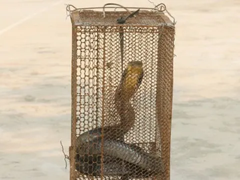 Rắn hổ mang chúa dài 2,6m bò vào nhà dân lúc đêm khuya