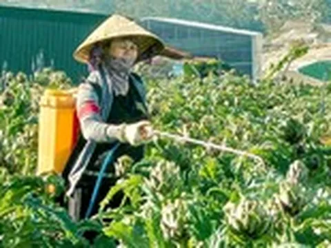 Những mùa atiso của tuổi thơ