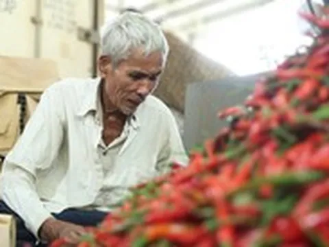 Ớt rớt giá còn 5.000 đồng/kg, nông dân Quảng Ngãi lao đao