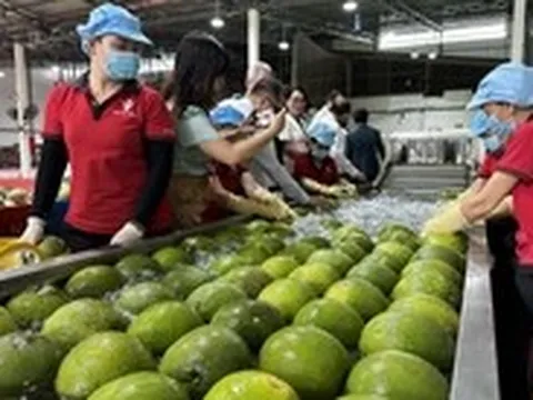 Vĩnh Long chính thức xuất khẩu lô bưởi đầu tiên sang Úc