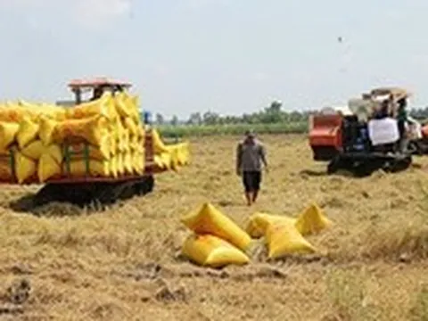 Gạo Việt đang 'bỏ rơi' thị trường thuế suất 0%?