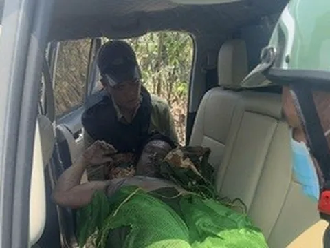 Gia Lai: Bị ong đốt khi tuần tra rừng, một người tử vong, nhiều người bị thương