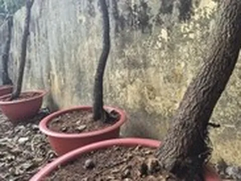 Thanh Hóa đưa cây muội hồng tang vật về rừng chăm sóc