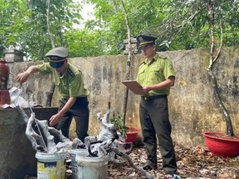 Hàng trăm cây muội hồng bị tịch thu ở Thanh Hóa sẽ được đưa về đâu?