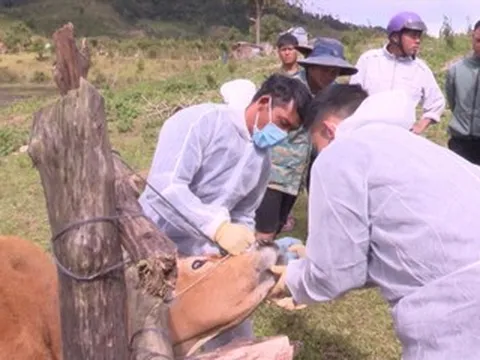 Cảnh báo virus lở mồm long móng 'lạ' có nguy cơ xâm nhập Việt Nam