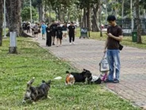 Chó thả rông, không rọ mõm chạy nhảy khắp nơi trong công viên Gia Định