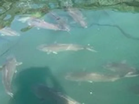 Việt Nam đang nuôi thử giống cá cam đắt giá, tính toán nuôi cá ngừ đại dương