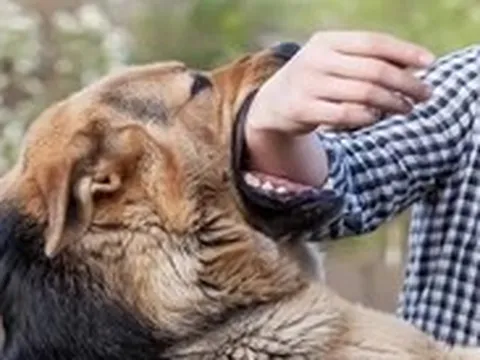Con chó nghi bị bệnh dại cắn nhiều người, cắn chết 4 chó con, phường Phước Thắng khoanh vùng xử lý