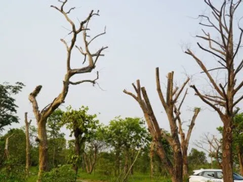 Hàng loạt cây xanh chết khô ở công viên trung tâm