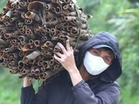 Quế Trà Bồng vào vụ, nhịp lao động tỏa khắp núi rừng