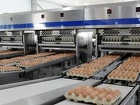 Hòa Phát kiếm bộn tiền từ chăn nuôi heo, gà, chi trả hàng nghìn tỉ cổ tức bằng tiền mặt