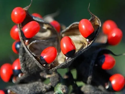 2 loại quả "ngon mắt" ẩn chứa chất độc chết người không phải ai cũng biết