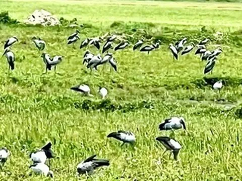 Hàng nghìn con cò nhạn quý hiếm bất ngờ sà xuống cánh đồng