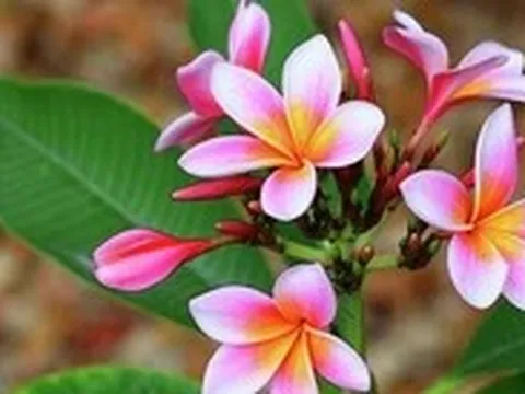 Hai bệnh nhi ngộ độc sau khi nuốt phải mủ hoa sứ
