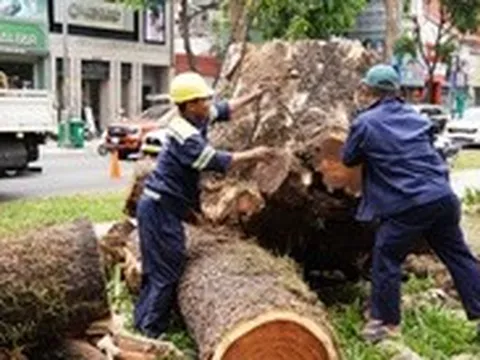 Đốn hạ cây ở công viên Lê Văn Tám và 15 cây xanh trên đường phố TP.HCM, công ty cây xanh nói gì?