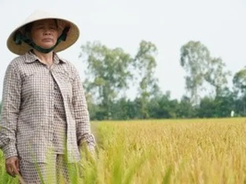 Công an vào cuộc vụ ruộng lúa ở Đồng Tháp nghi bị phá hoại 2 lần
