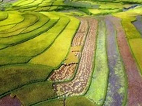 Sở hữu 'tứ trấn gạo ngon', Lai Châu làm gì để hút đầu tư, mở đường xuất khẩu?