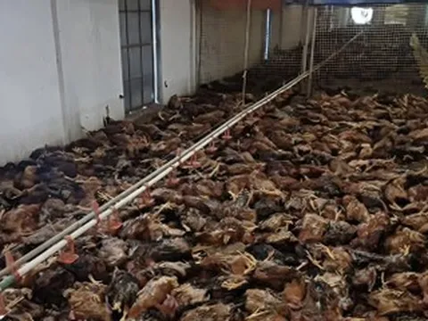 5.000 con gà chết ngạt do sự cố chập điện tại trang trại