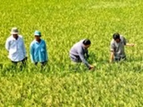 Đẩy mạnh liên kết để nâng giá trị hạt gạo Cà Mau