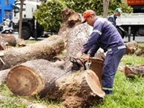 Dùng công nghệ 'tầm soát sức khỏe' để dưỡng cây xanh, hạn chế việc đốn bỏ