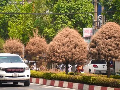 Hàng loạt cây xanh chết khô trên tuyến đường trung tâm