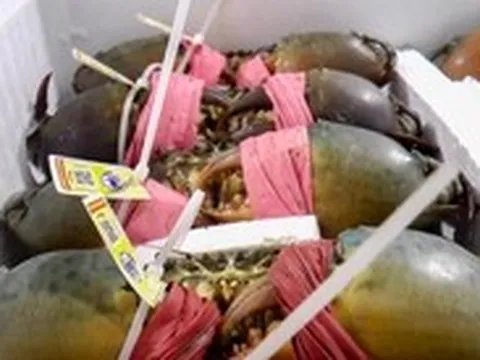 Cua biển Cà Mau tăng hơn 100.000 đồng/kg, chạm mốc 700.000 đồng/kg