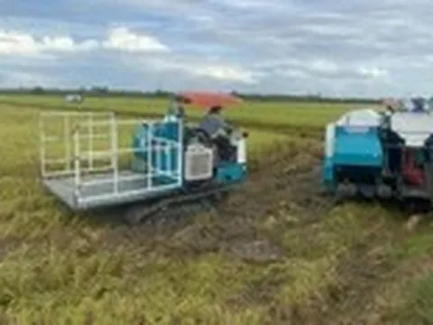 'Nới' xuất khẩu gạo: Doanh nghiệp chưa xuất khẩu khen, nơi đang xuất khẩu nói cần 'cân nhắc'
