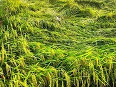 Hơn 5.800ha lúa xuân ngã đổ do mưa dông