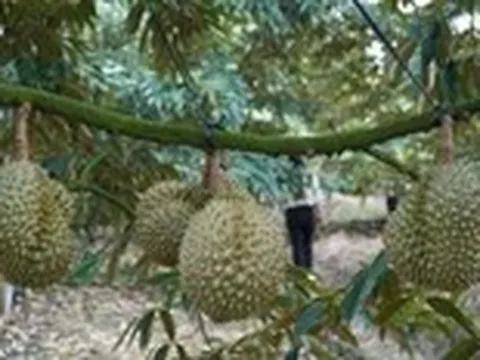 Đồng Tháp tháo gỡ điểm nghẽn cho ngành hàng sầu riêng