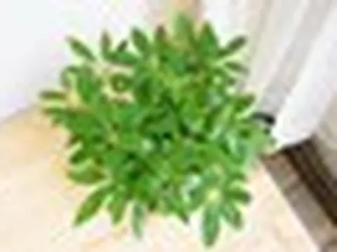 5 loại cây trồng "vàng" giúp tăng cường sức khỏe thể chất và tinh thần cho tuổi trung niên