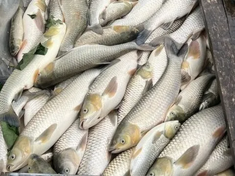 Hàng tấn cá nuôi lồng bè trên sông Lam chết bất thường