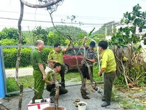 Kiểm lâm Ninh Bình xử lý 8 vụ khai thác, tàng trữ cây muội hồng, phạt 45 triệu đồng