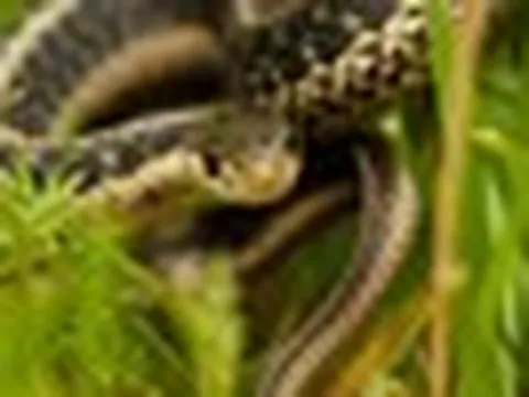 3 cách đuổi rắn ít người nghĩ tới nhưng hiệu quả bất ngờ