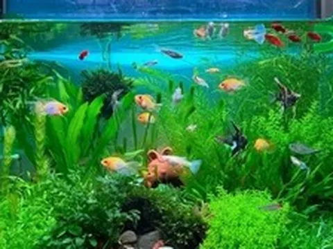 Lời khuyên đến những gia đình đang nuôi cá cảnh
